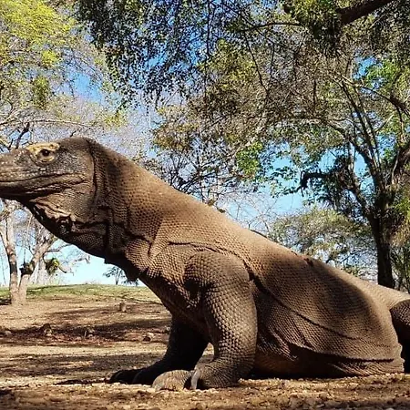 4D3N Cruise Lombok-Komodo-Flores
